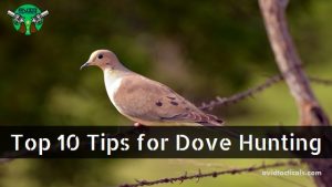 top 10 tips for dove hunting