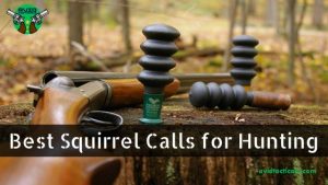 Best Squirrel Calls
