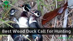 Best Wood Duck Call for Hunting