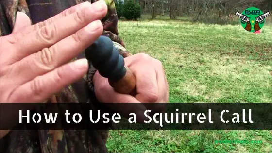 How to Use a Squirrel Call